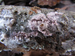 Hypomyces rosellus