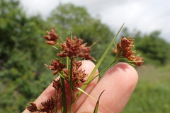 Rhynchospora glomerata