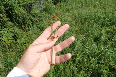 Rhynchospora glomerata