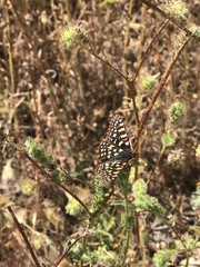 Euphydryas chalcedona hennei