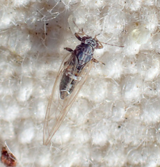 Bactericera cockerelli