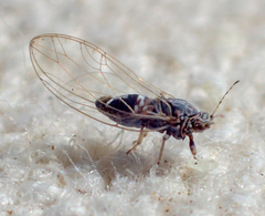 Bactericera cockerelli