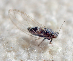 Bactericera cockerelli