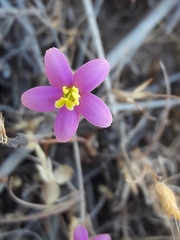 Centaurium cachanlahuen