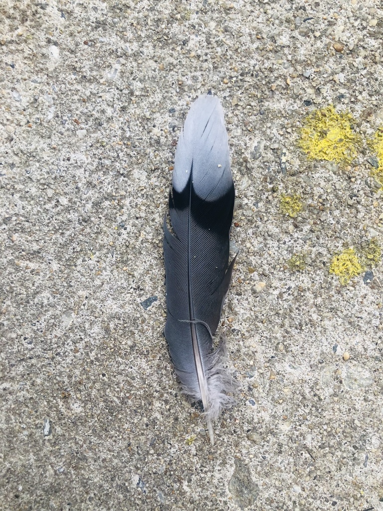 Mourning Dove from Walker Field, King Of Prussia, PA, US on January 28