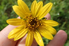 Silphium radula