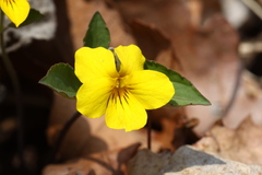 Viola xanthopetala
