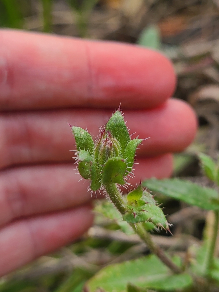 bristly oxtongue from Montrose VIC 3765, Australia on February 2, 2024 ...