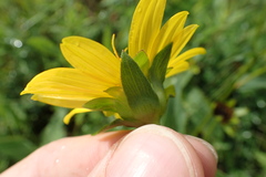 Silphium radula