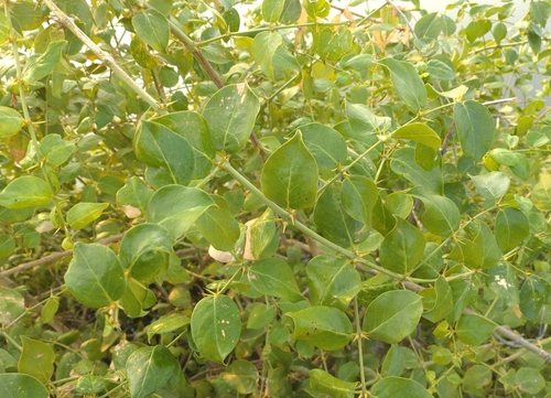 Azima sarmentosa (Azima sarmentosa)