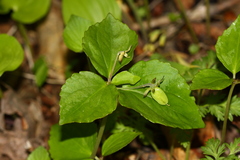 Viola xanthopetala