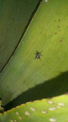 Peltophorus polymitus