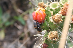 Cactophagus spinolae