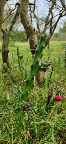 Image of Harrisia martinii by no rights reserved