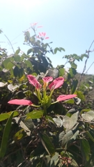 Bauhinia hildebrandtii