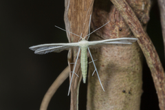 Pterophorus lacteipennis