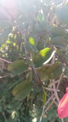 Bauhinia hildebrandtii