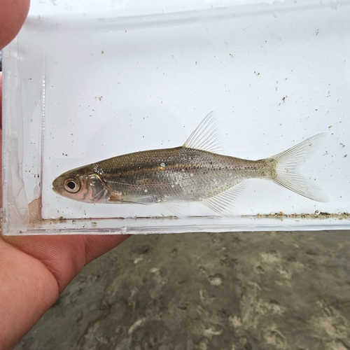 Columbia River minnow (Richardsonius balteatus) — Cyprinidae — 4