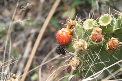 Cactophagus spinolae