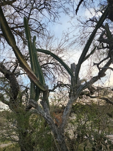 Cereus hildmannianus