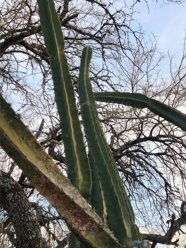Cereus hildmannianus