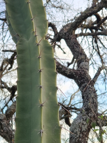 Cereus hildmannianus