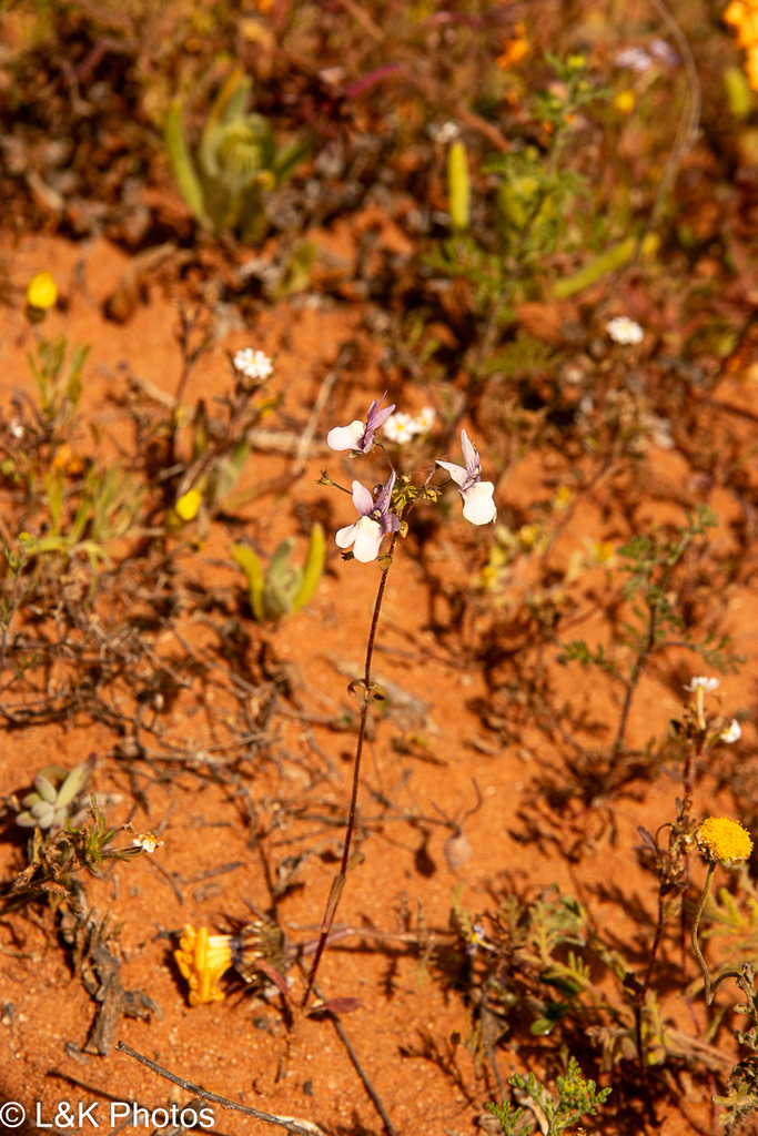 Nemesia euryceras