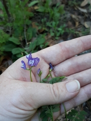 Astragalus leptocarpus