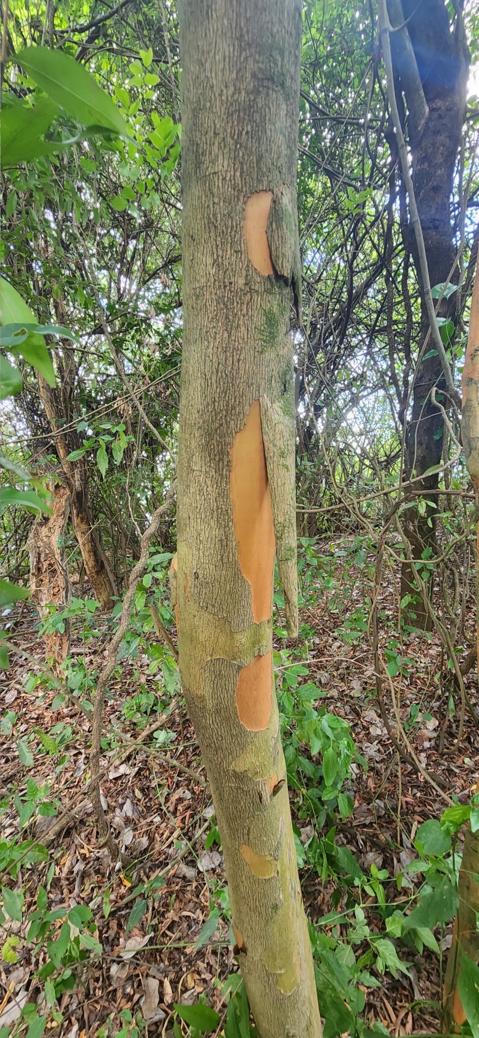Imagem de Uvaia