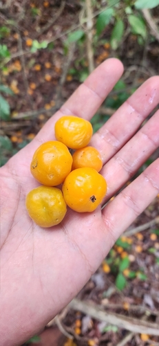 Image of Eugenia pyriformis by no rights reserved