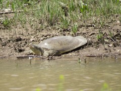 Apalone spinifera emoryi