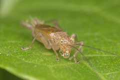 Natula longipennis