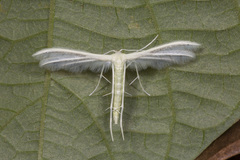 Pterophorus lacteipennis