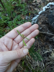 Astragalus leptocarpus