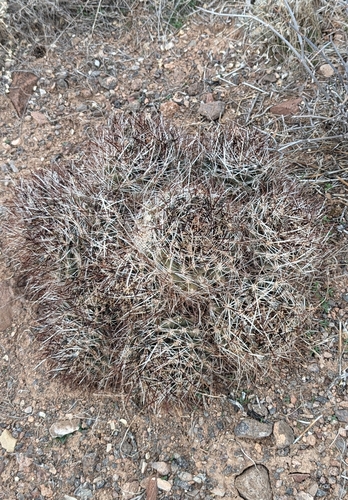 Image of Sclerocactus spinosior by (c) Andrew Dudley, some rights reserved (CC BY)