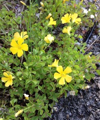 Oxalis macrantha