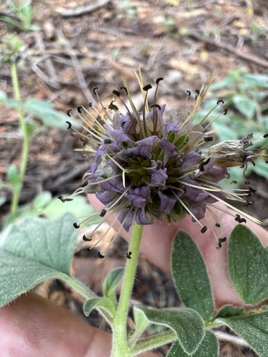 Image of Phacelia hydrophylloides by (c) Steve Matson, some rights reserved (CC BY)