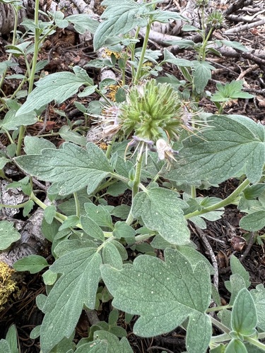 Image of Phacelia hydrophylloides by (c) Steve Matson, some rights reserved (CC BY)