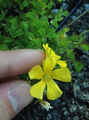 Oxalis macrantha