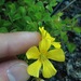 Tufted Yellow Woodsorrel - Photo (c) Brady Inman, some rights reserved (CC BY-NC), uploaded by Brady Inman