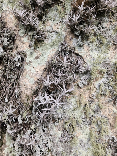 Tillandsia arequitae, photograph 1