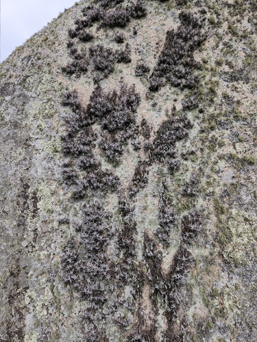 Tillandsia arequitae, photograph 2