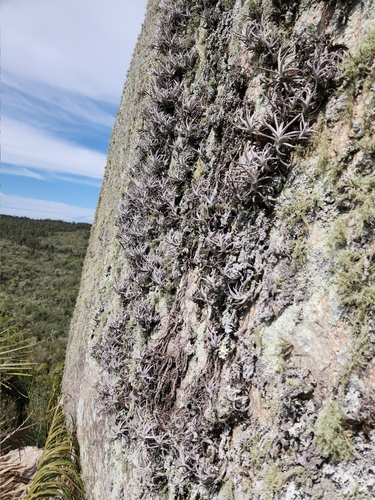 Tillandsia arequitae, photograph 3