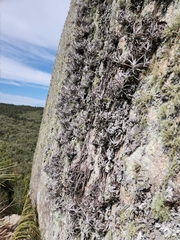 author not stated, no rights reserved Tillandsia arequitae, photograph author not stated, no rights reserved