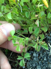 Oxalis macrantha