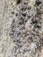 author not stated, no rights reserved Tillandsia arequitae, photograph author not stated, no rights reserved
