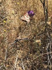 Euphydryas chalcedona hennei