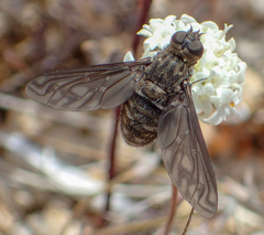 Thyridanthrax melanopterus