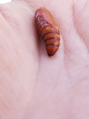 Lepidoptera