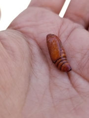 Lepidoptera